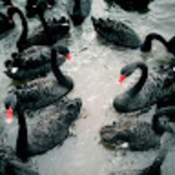 Meet your Posher, Charisse - Picture 2 of 2